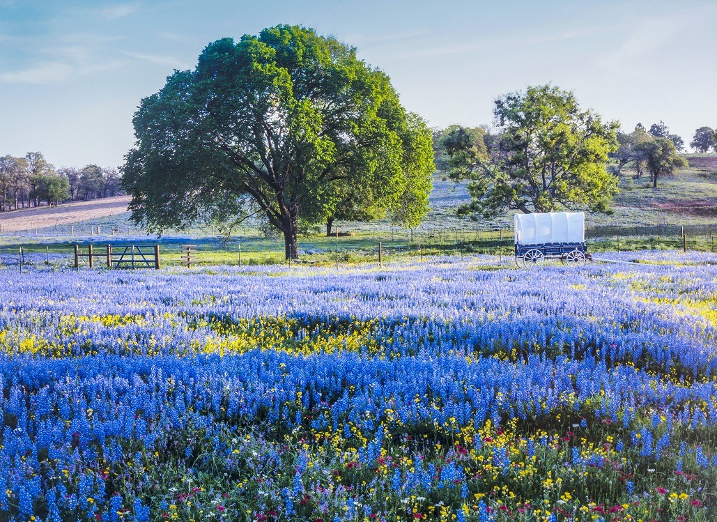 Traffic Tickets In the State of Texas